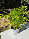 Chamadorea Elegans S