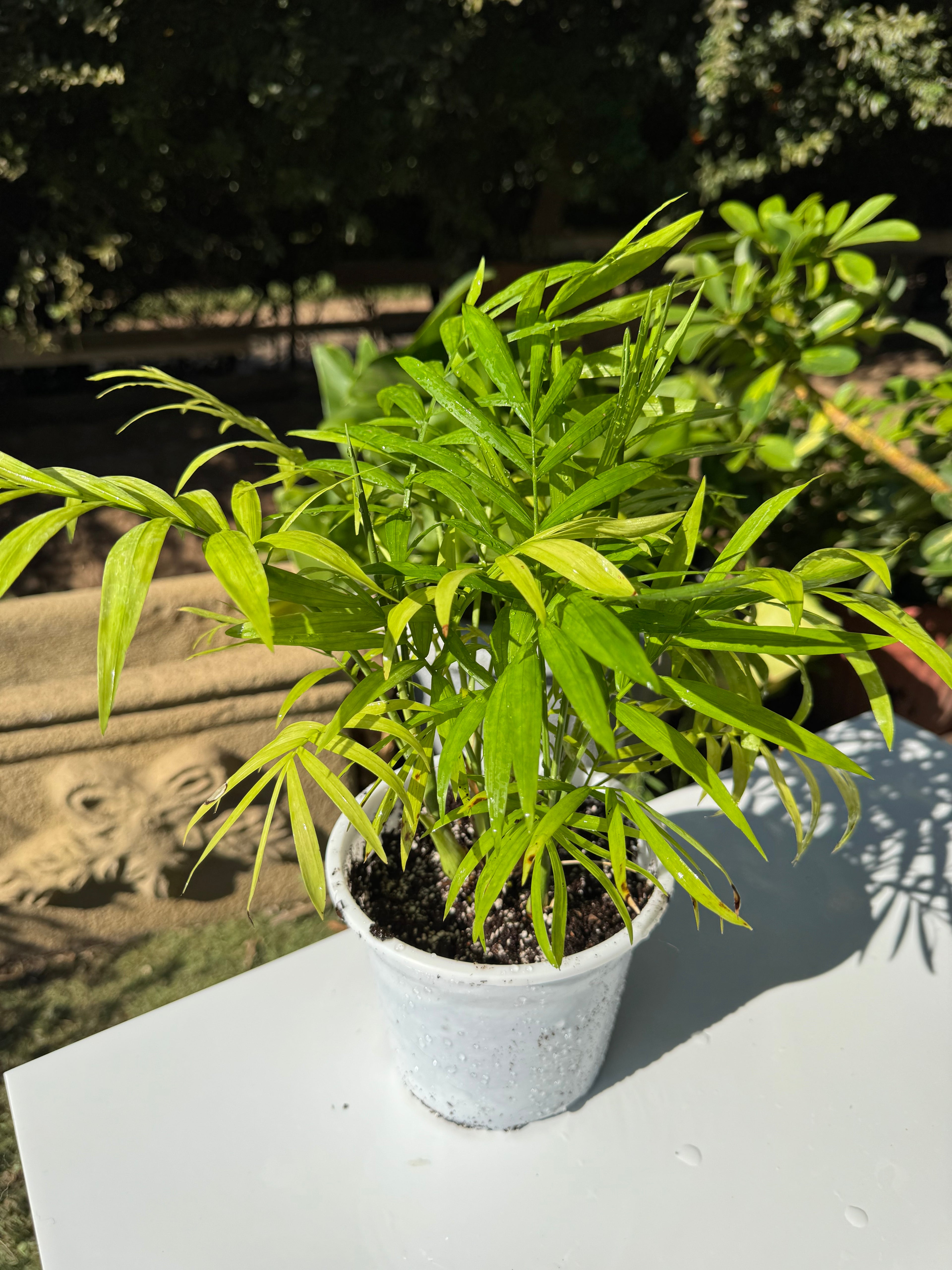 Chamadorea Elegans S