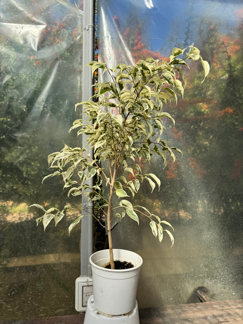 Ficus Hawaii
