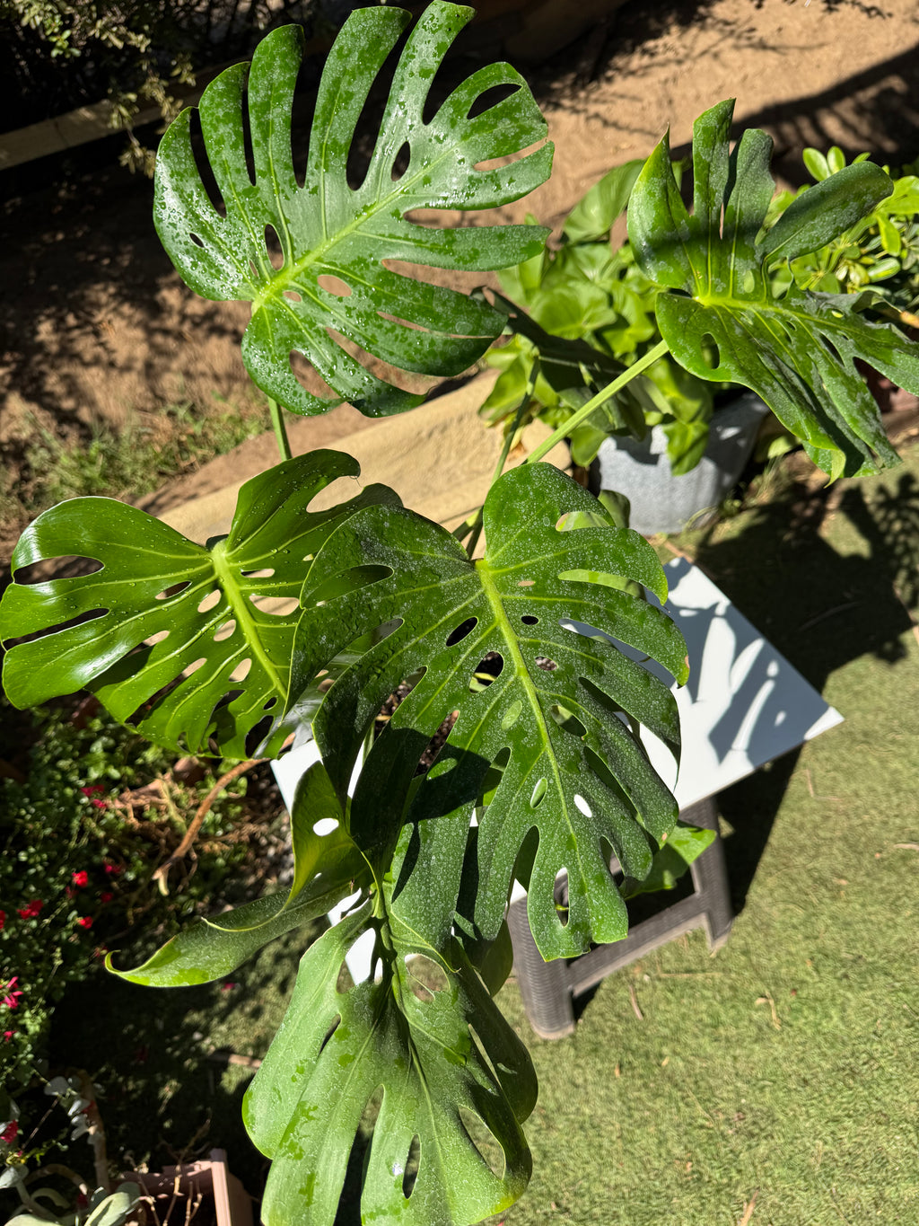 Monstera Deliciosa XL