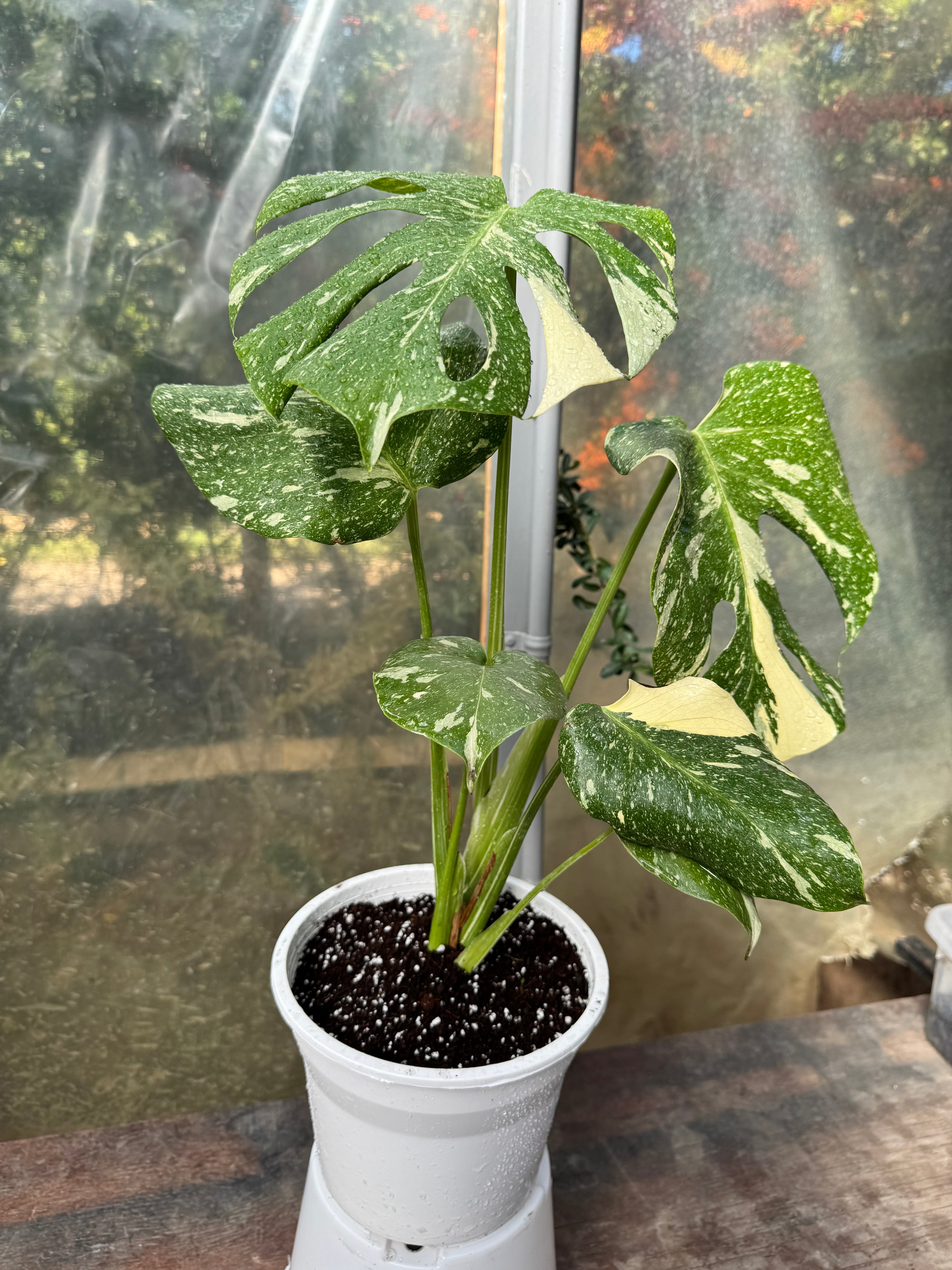 Monstera Thai Constellation