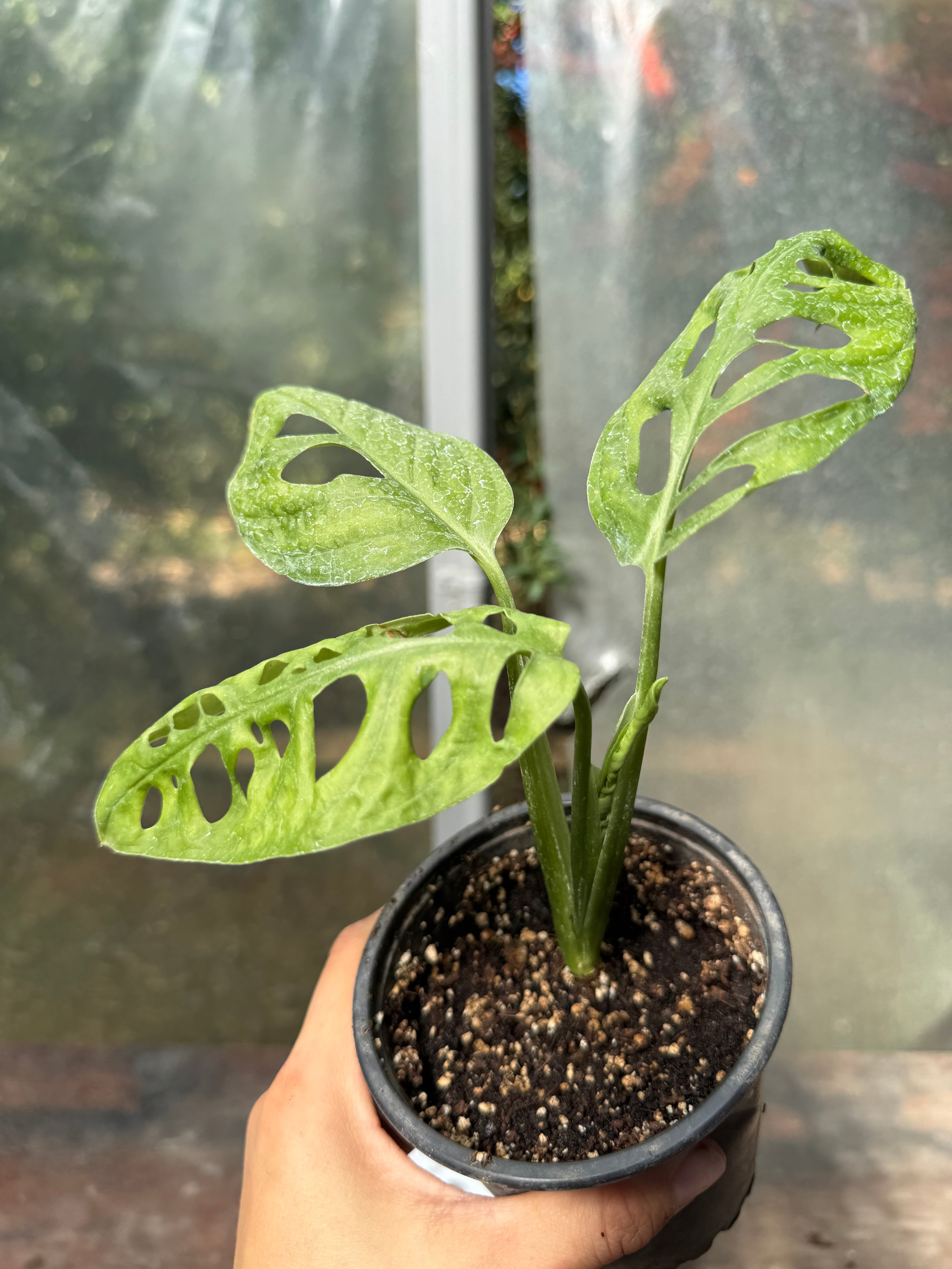 Monstera Adansonii S