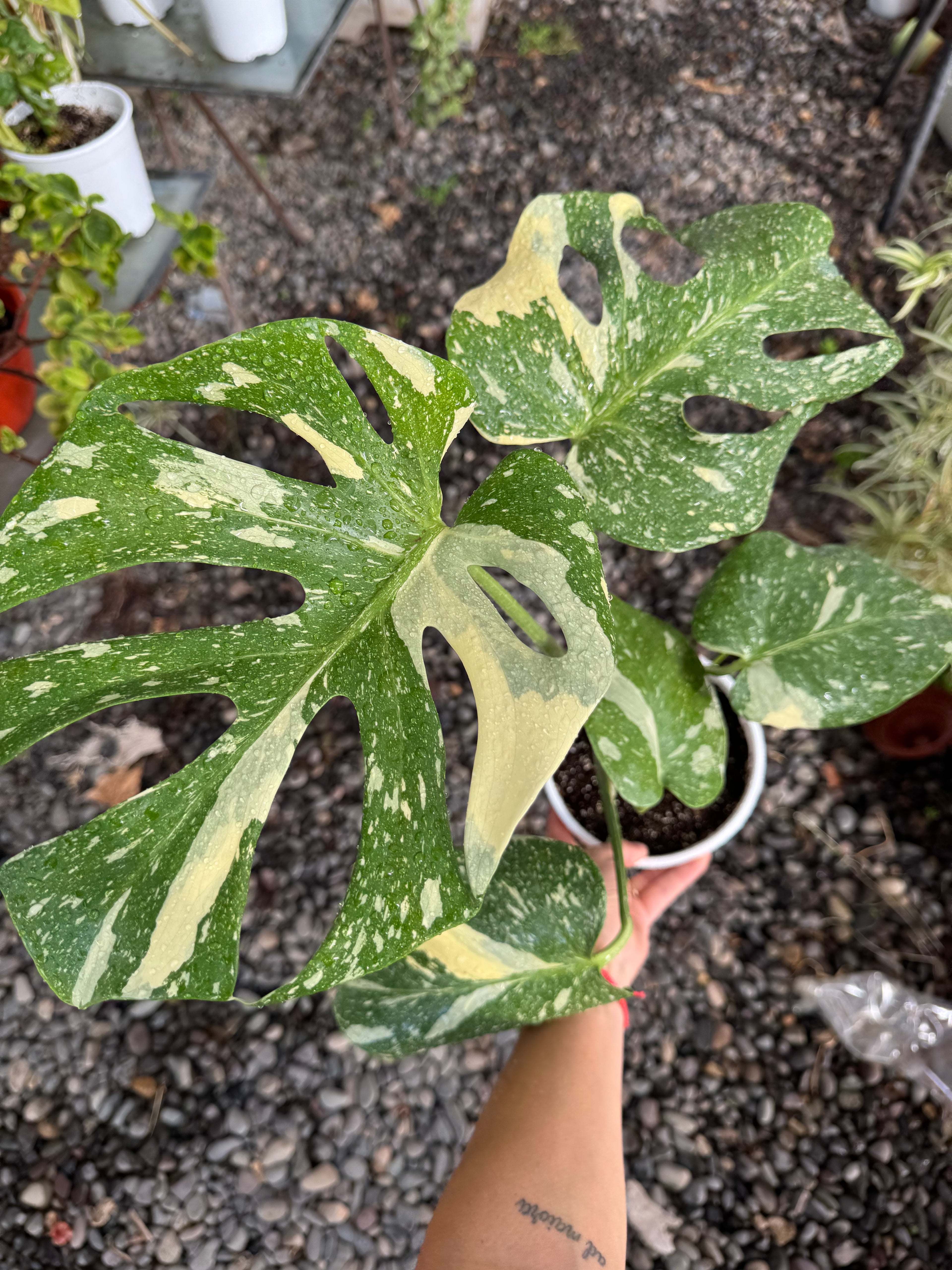 Monstera Thai Constellation