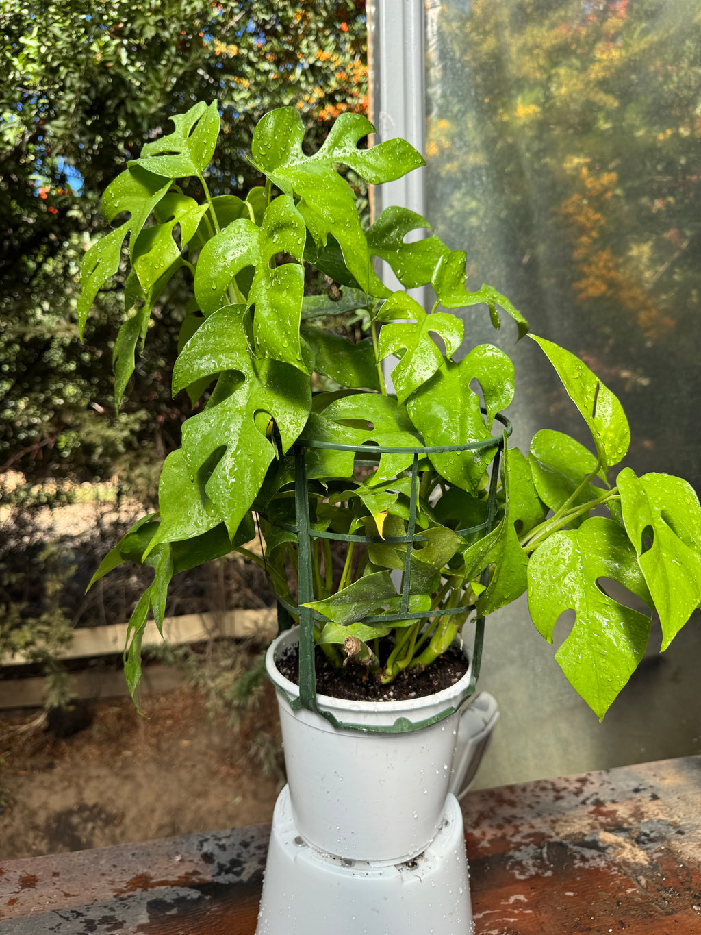 Raphidophora Tetrasperma