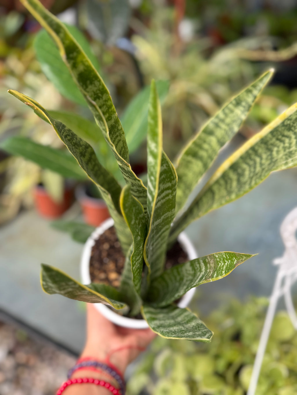 Sansevieria Laurentii