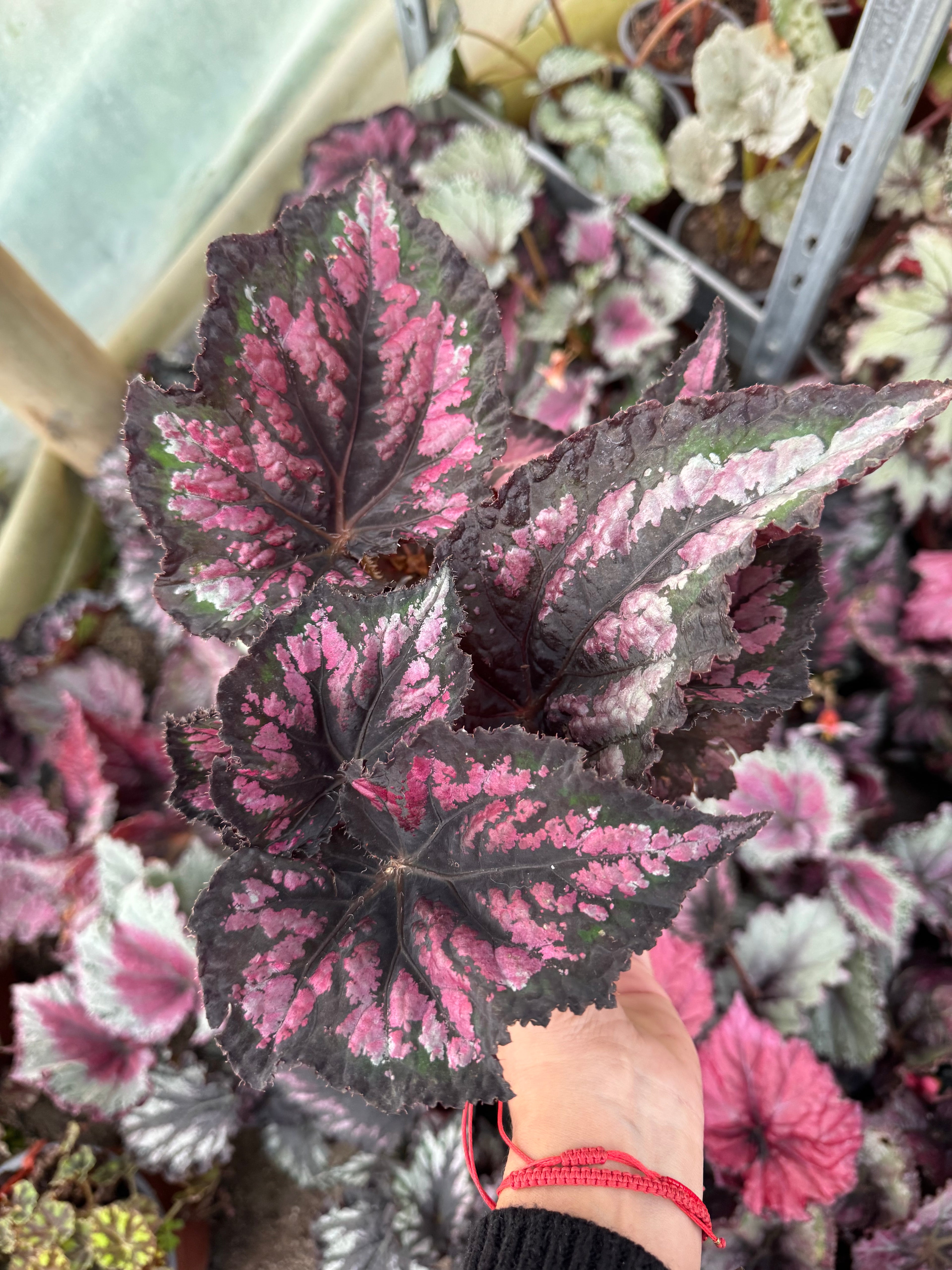 Begonia variedades
