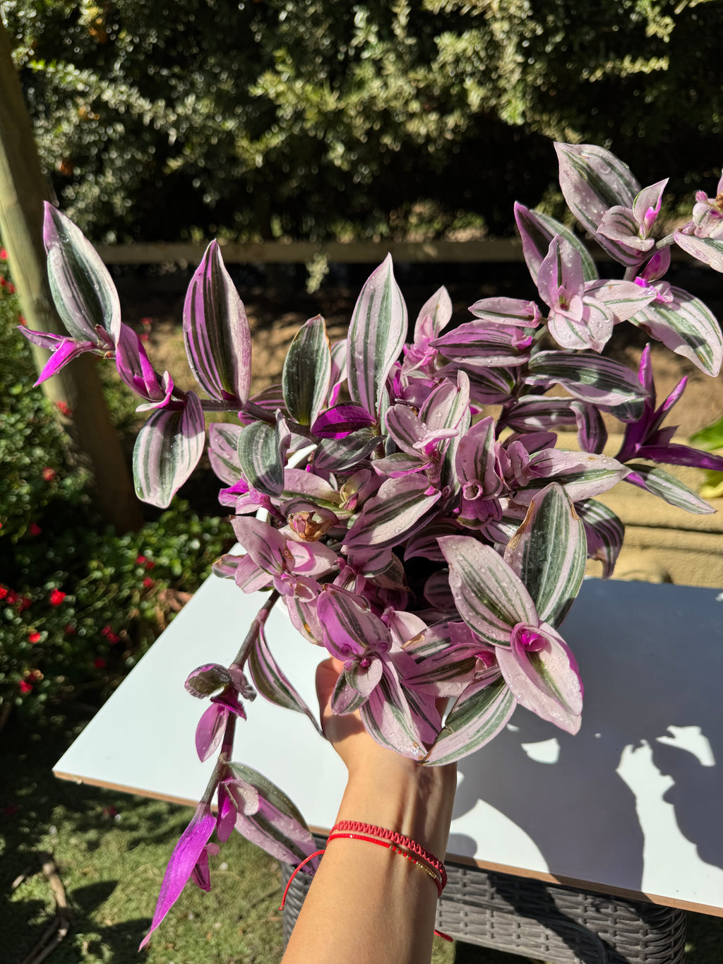 Tradescantia Nanouk L