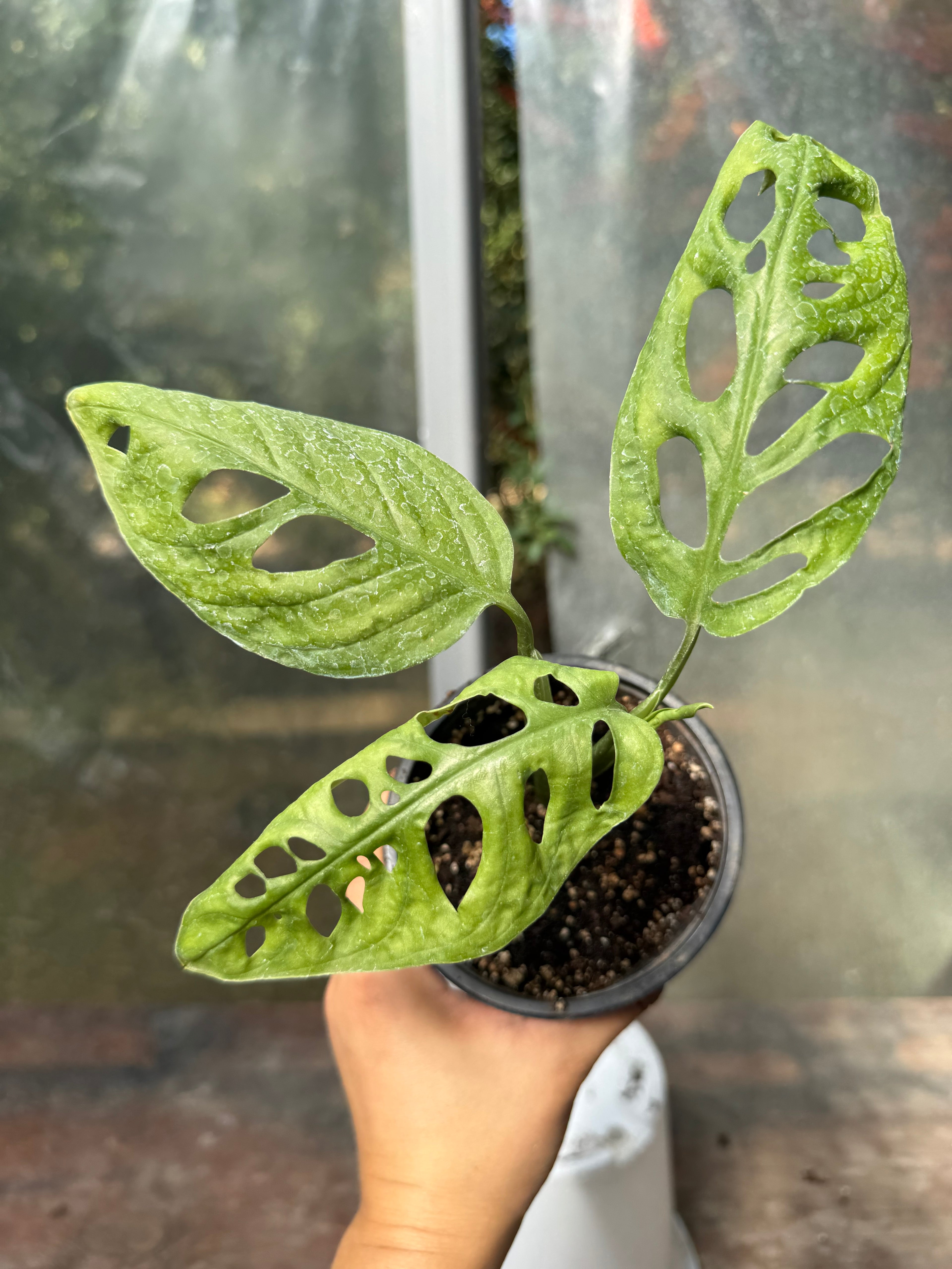 Monstera Adansonii S