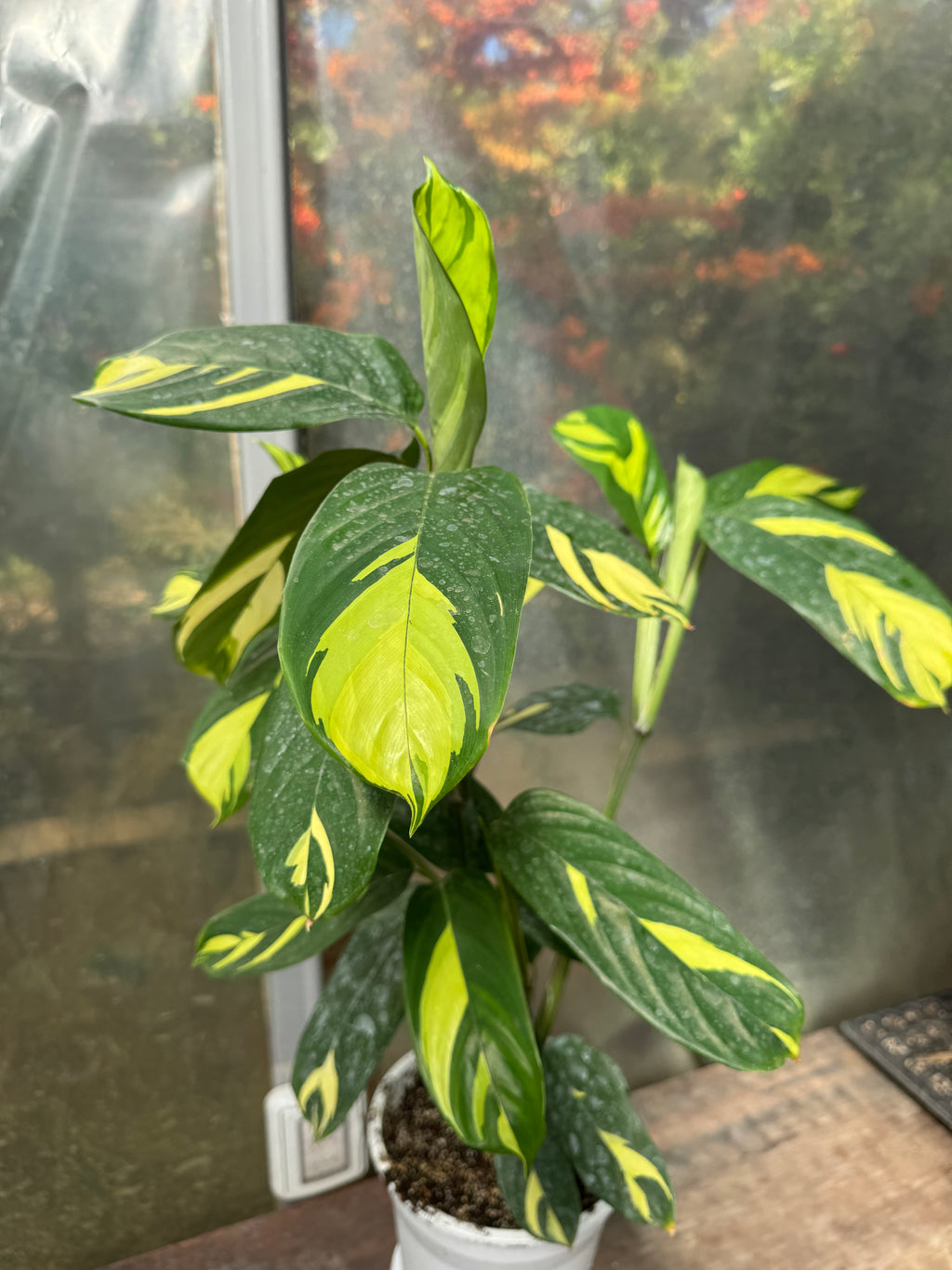 Calathea Lubersianna