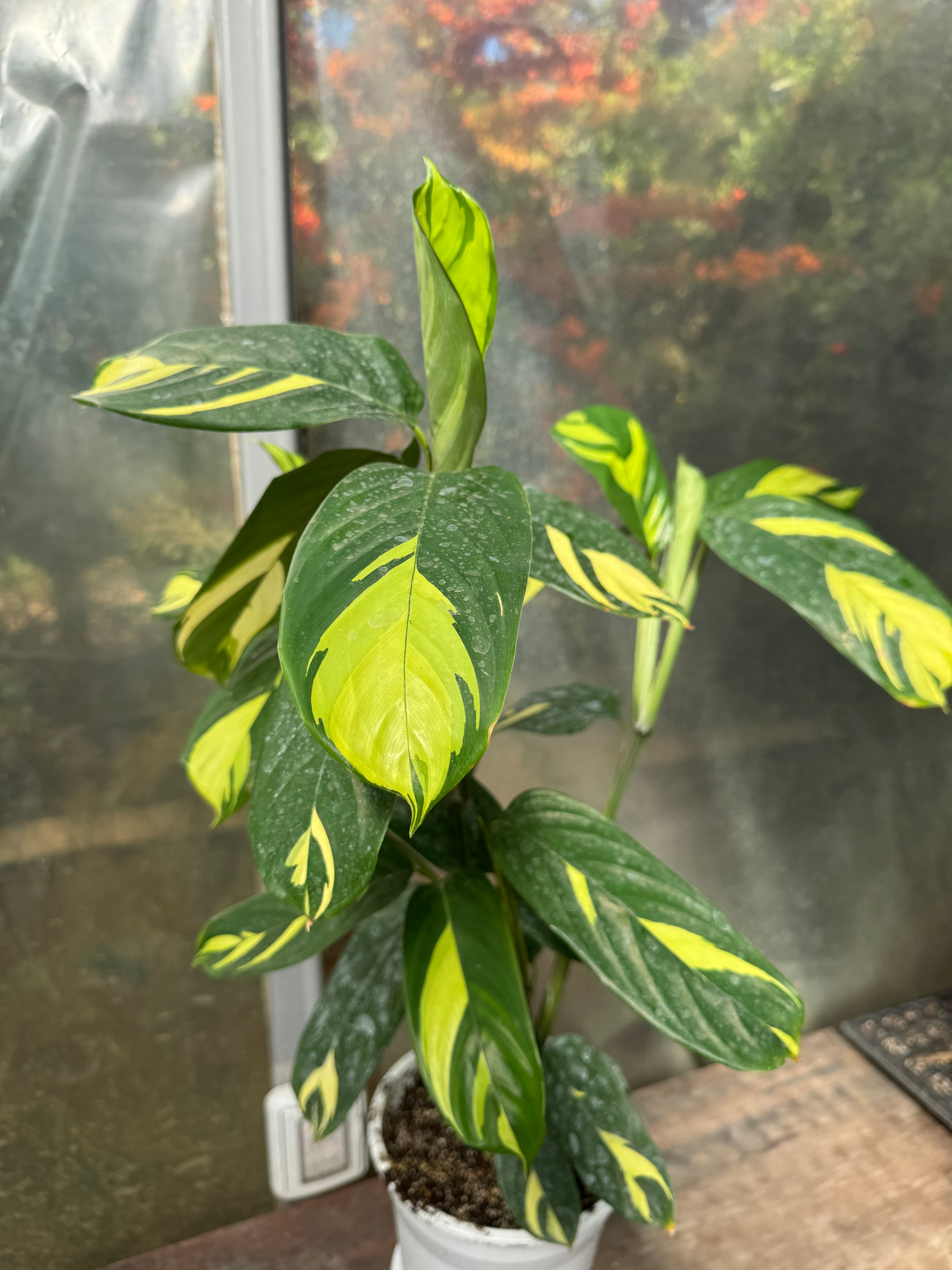 Calathea Lubersianna