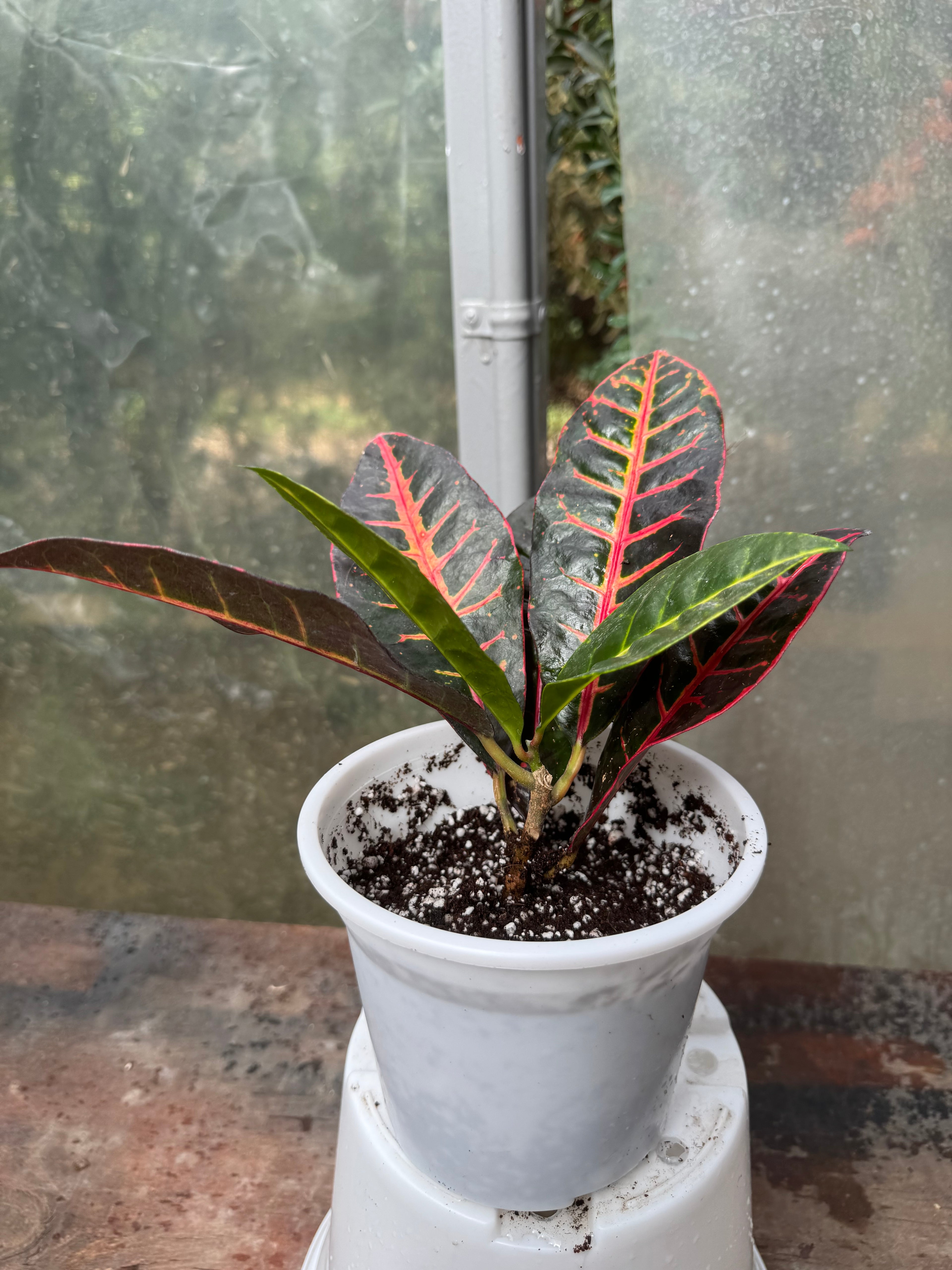 Croton