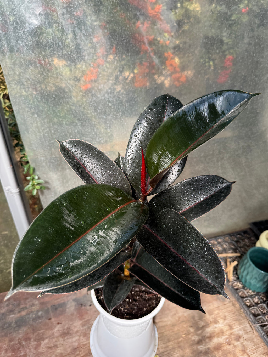 Gomero Burgundy