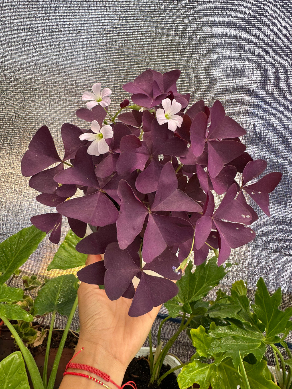 Oxalis