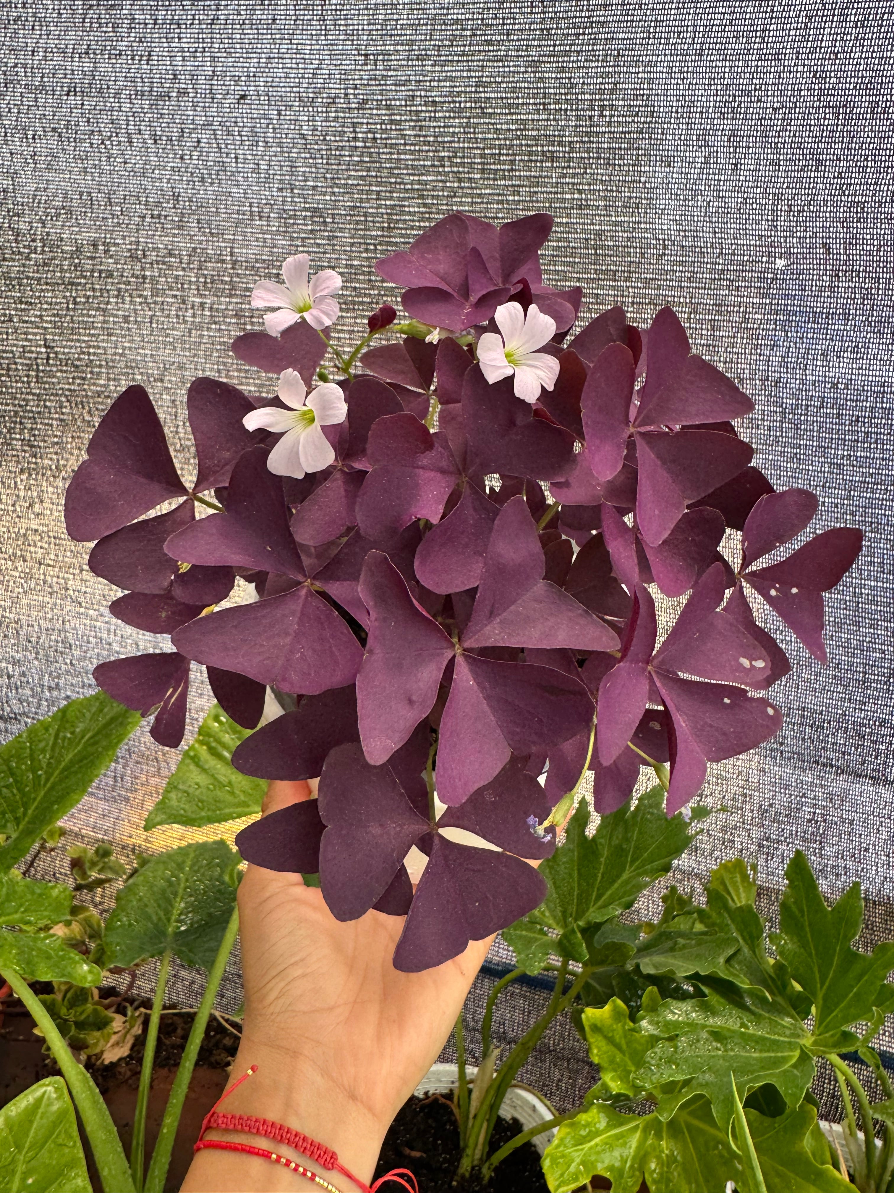Oxalis