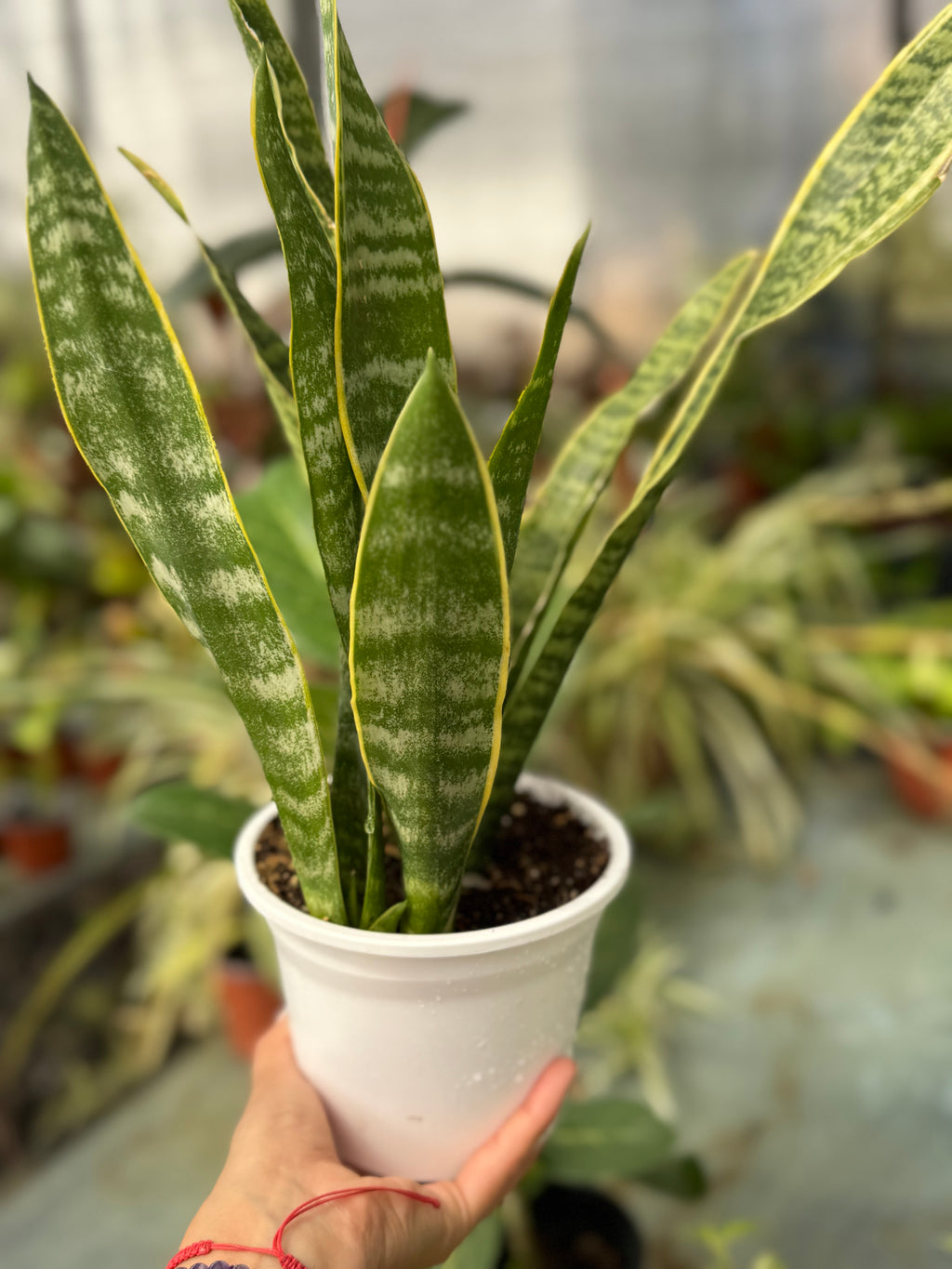 Sansevieria Laurentii