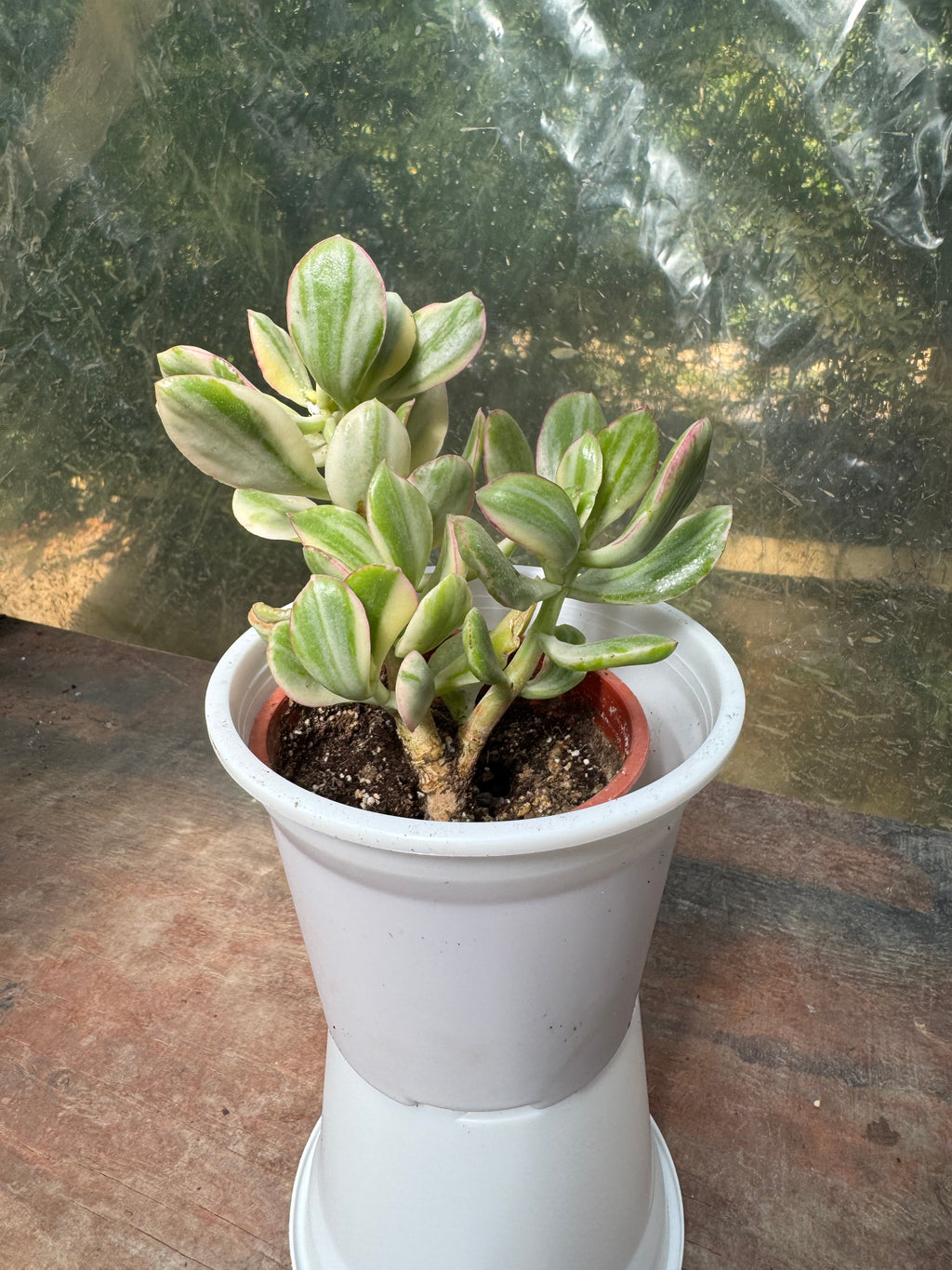 Jade Variegado